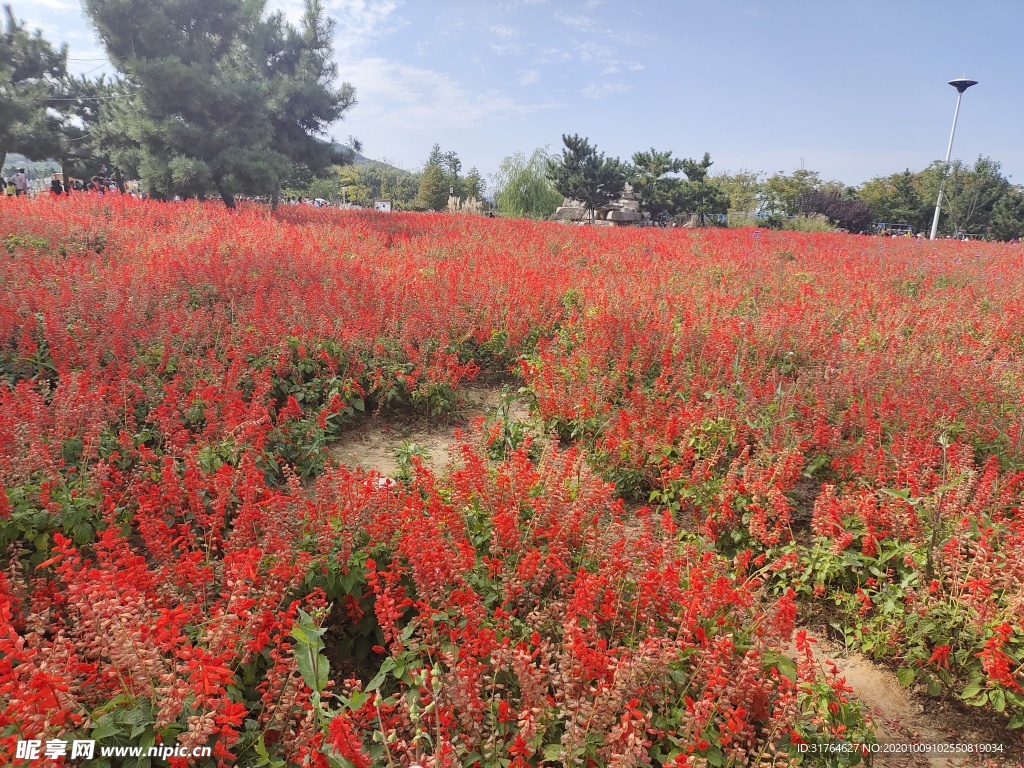 公園里的花叢