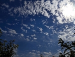 正午的蓝天白云大树