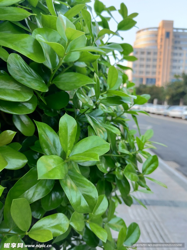 城市街道植物特拍