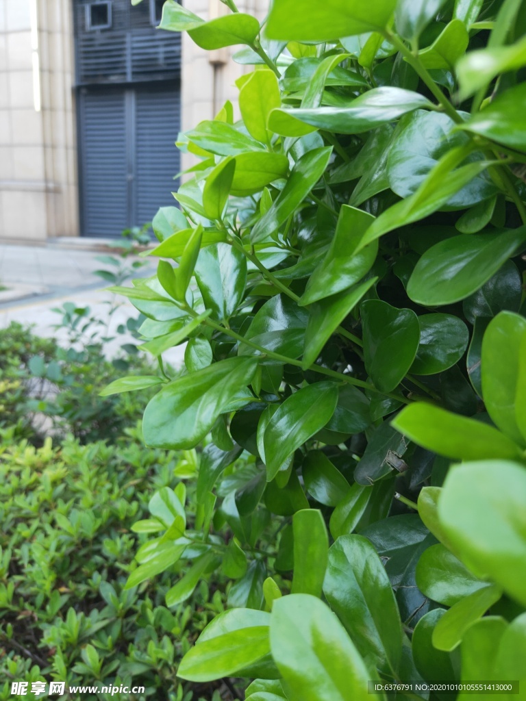 城市 植物 特拍 绿色 街道