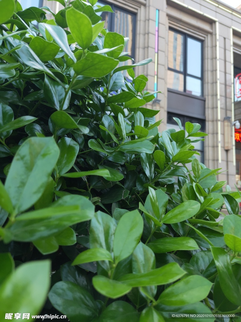 城市 植物 特拍 绿色 街道