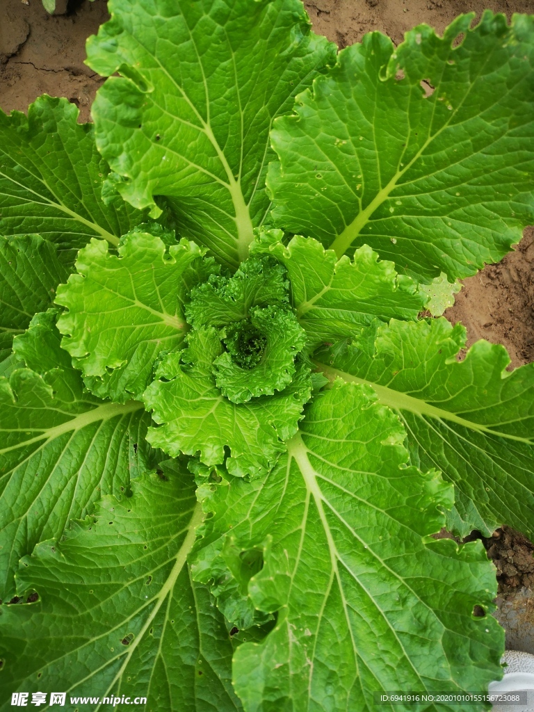 白菜地