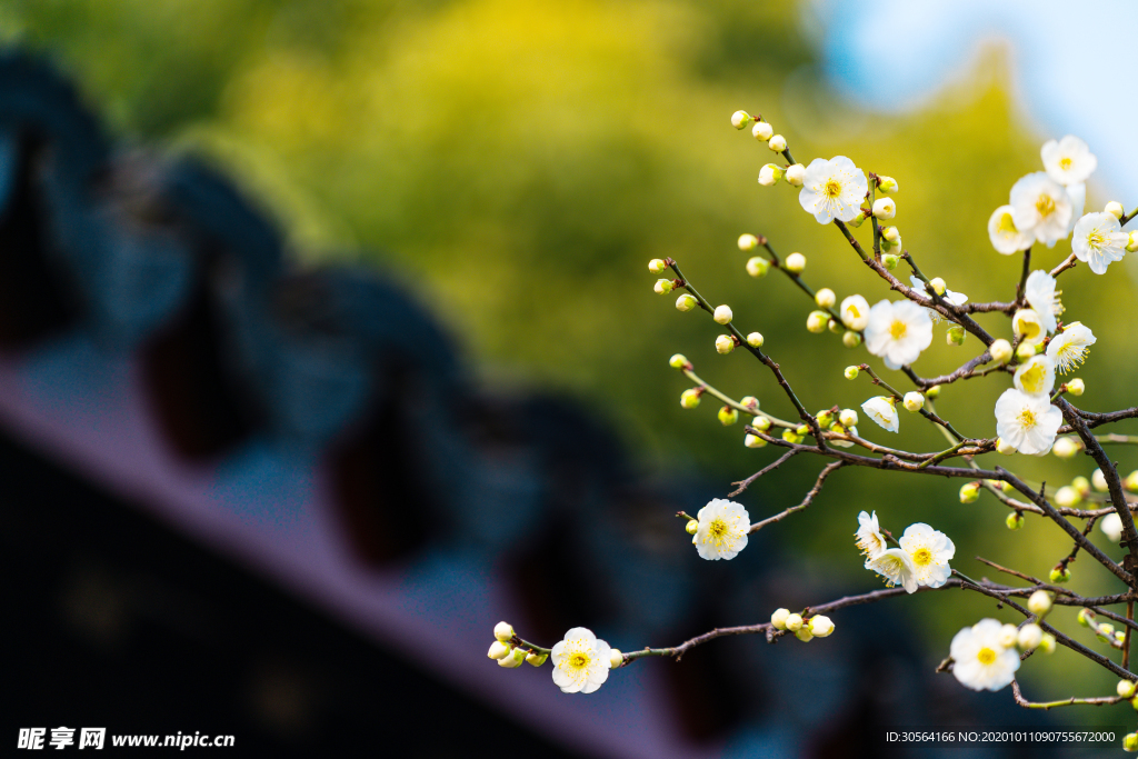 梅花花朵戶外背景海報素材