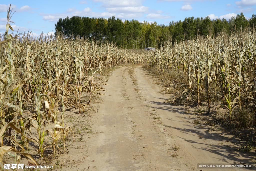 秋天农村枯黄的玉米庄稼和土路