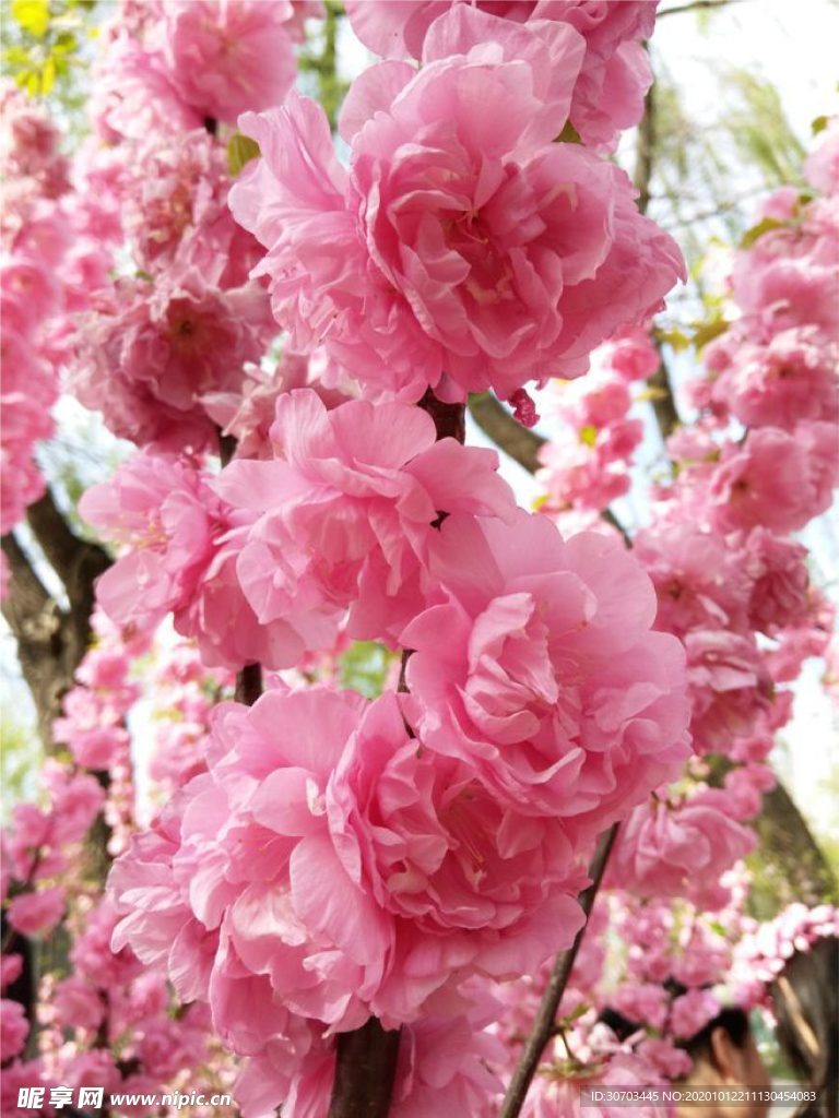 粉色花
