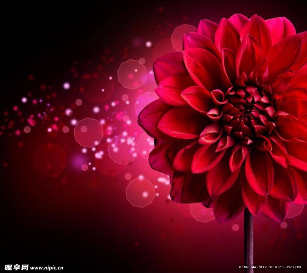 紅色花