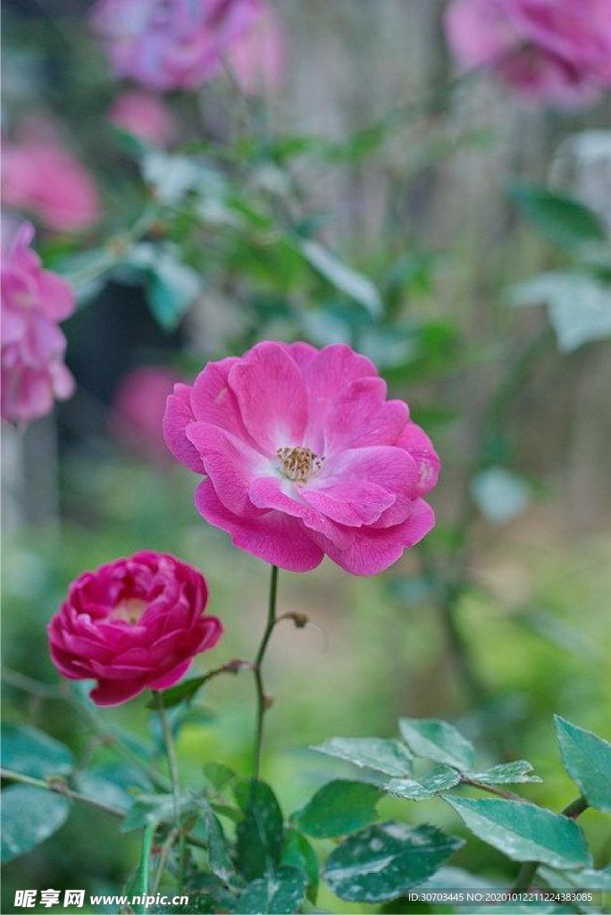 紅色花