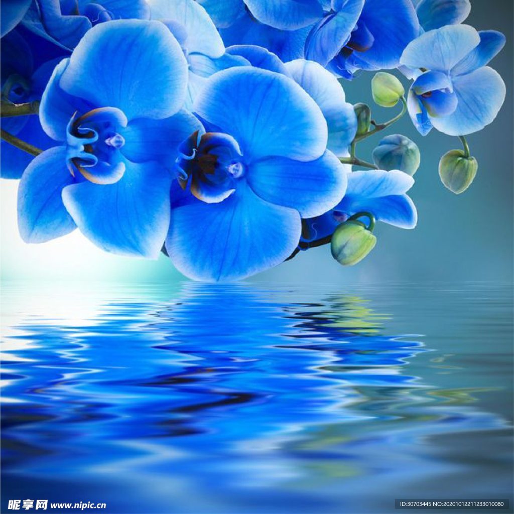 藍色花