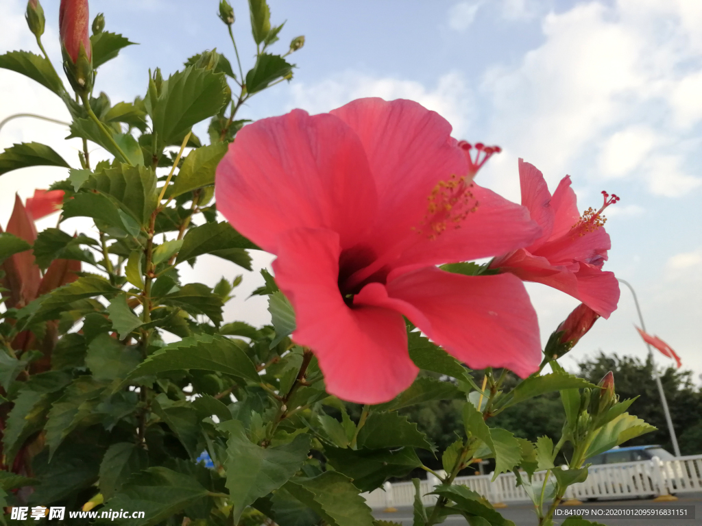 花卉