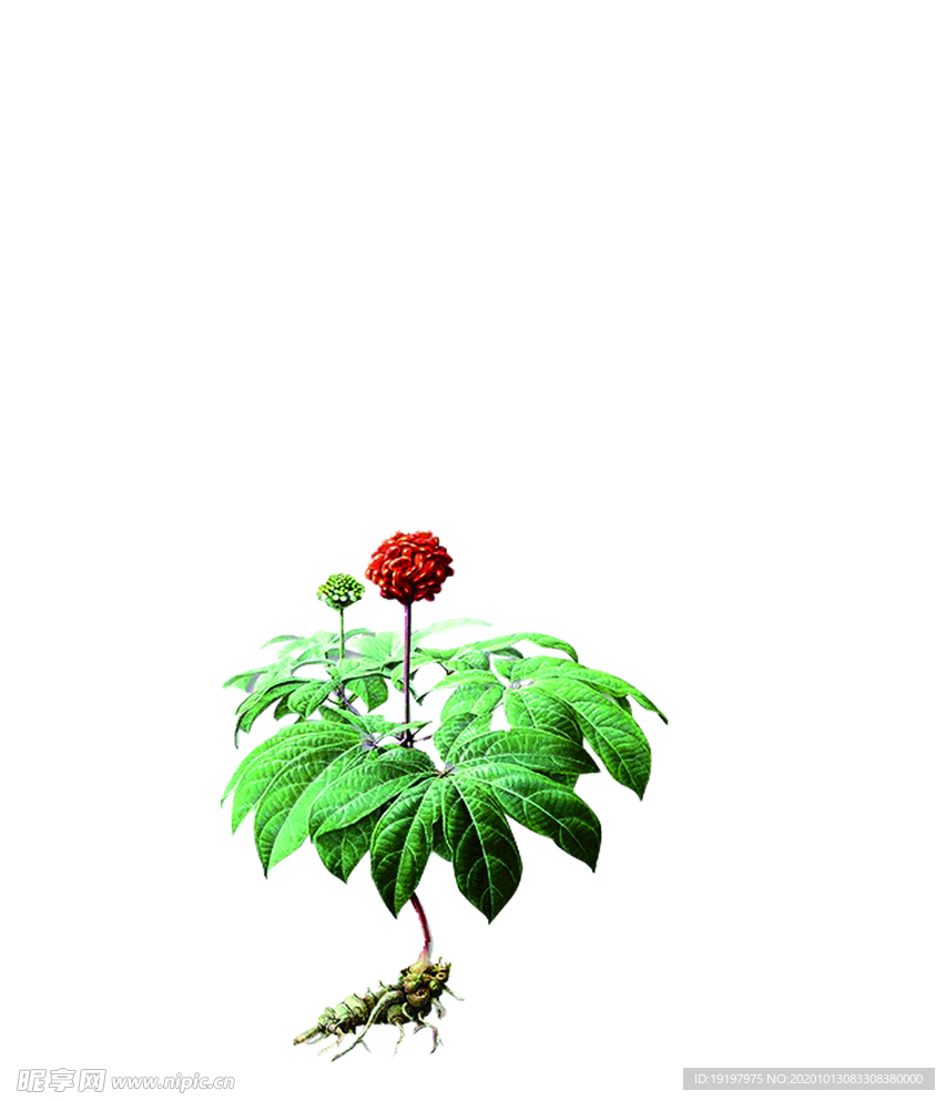三七