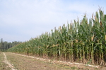 玉米地 苞谷