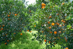 橙子园