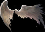天使 翅膀 白色 纯洁 PNG