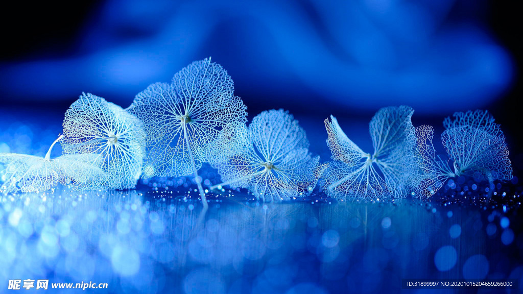 藍色夢幻花朵莖干圖片