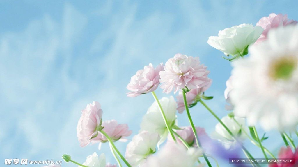 粉嫩小花和藍色天空圖片