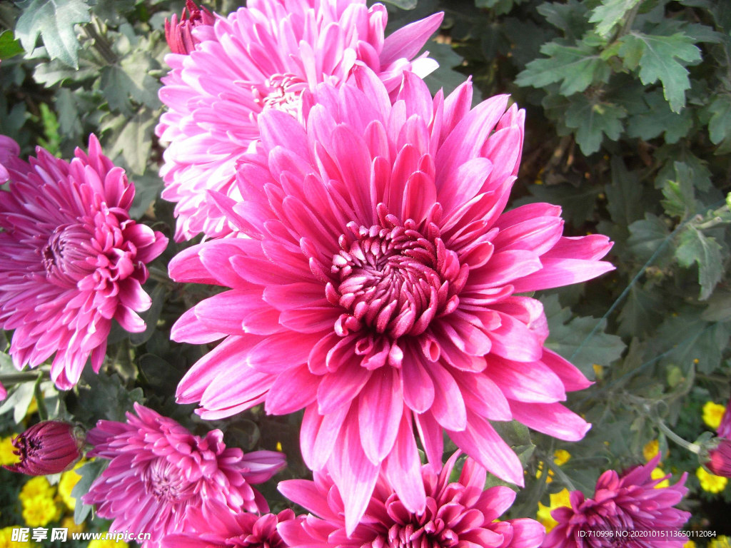 北京世界花卉大觀園菊花