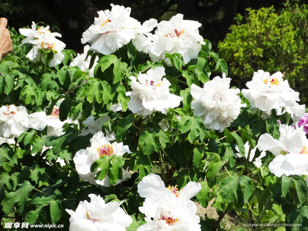 北京植物園鮮花牡丹花花卉