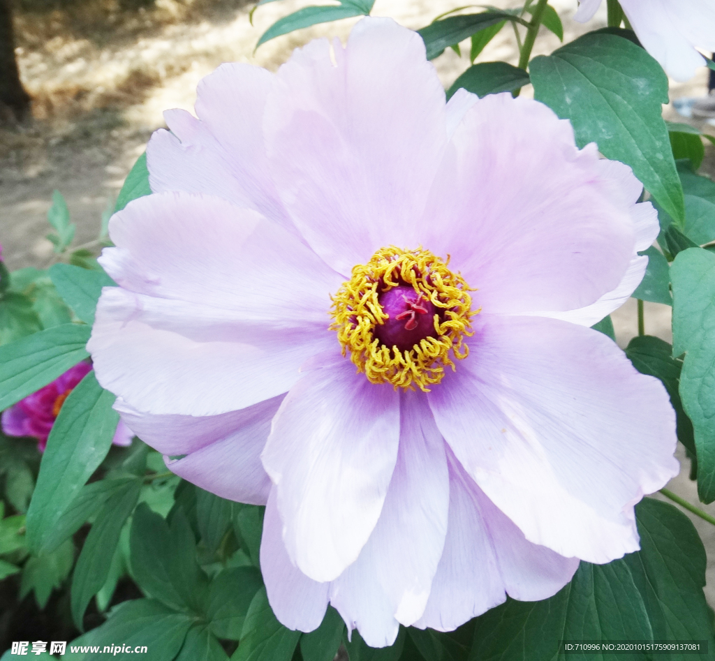 北京植物園鮮花牡丹花花卉