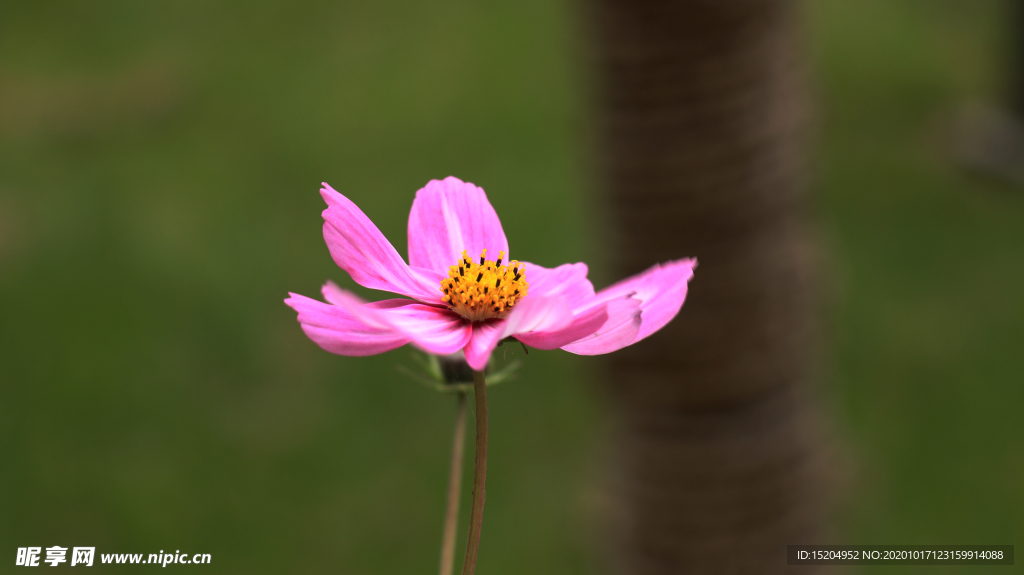粉色波斯菊