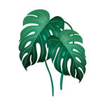 热带植物龟背竹