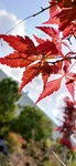 自然紅楓