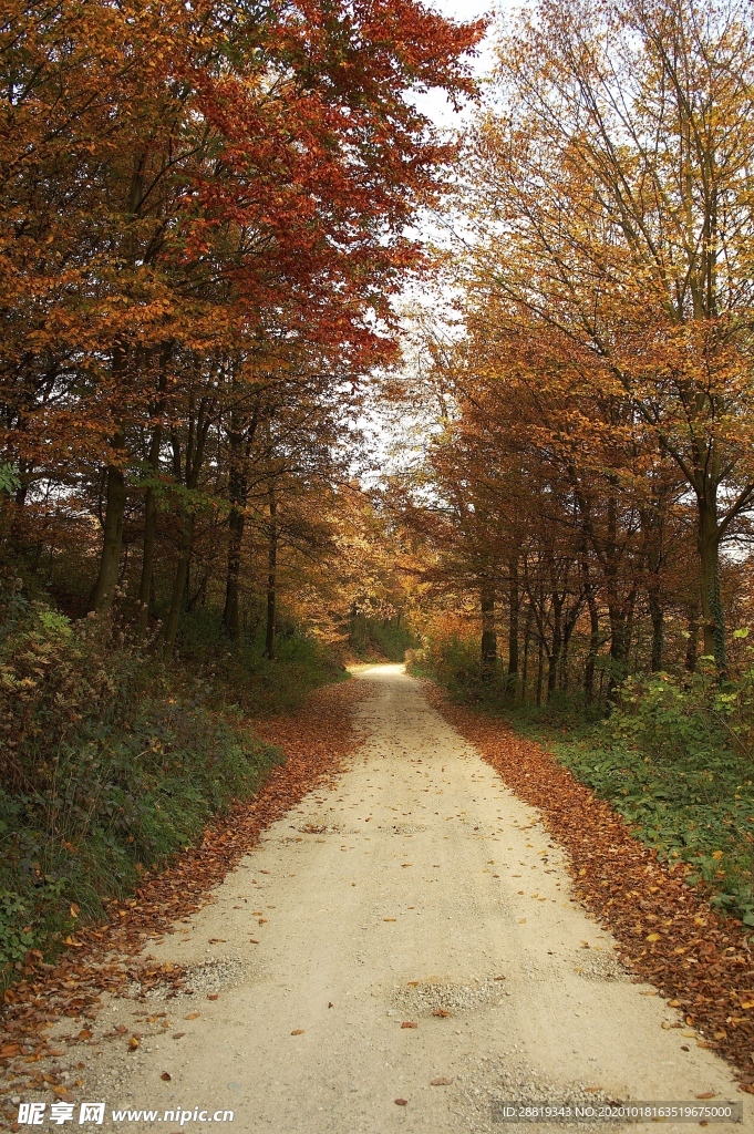 林间小路