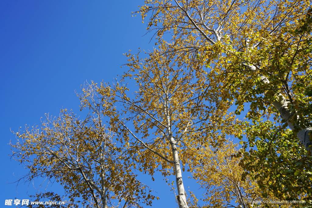 秋天蓝天下的杨树树冠黄叶
