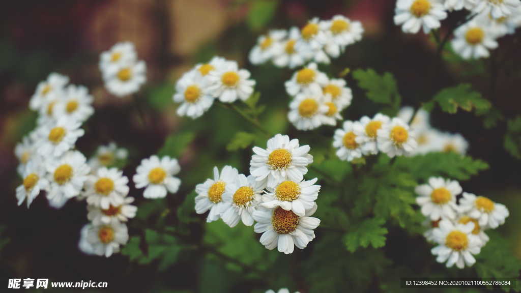 白色的小雛菊