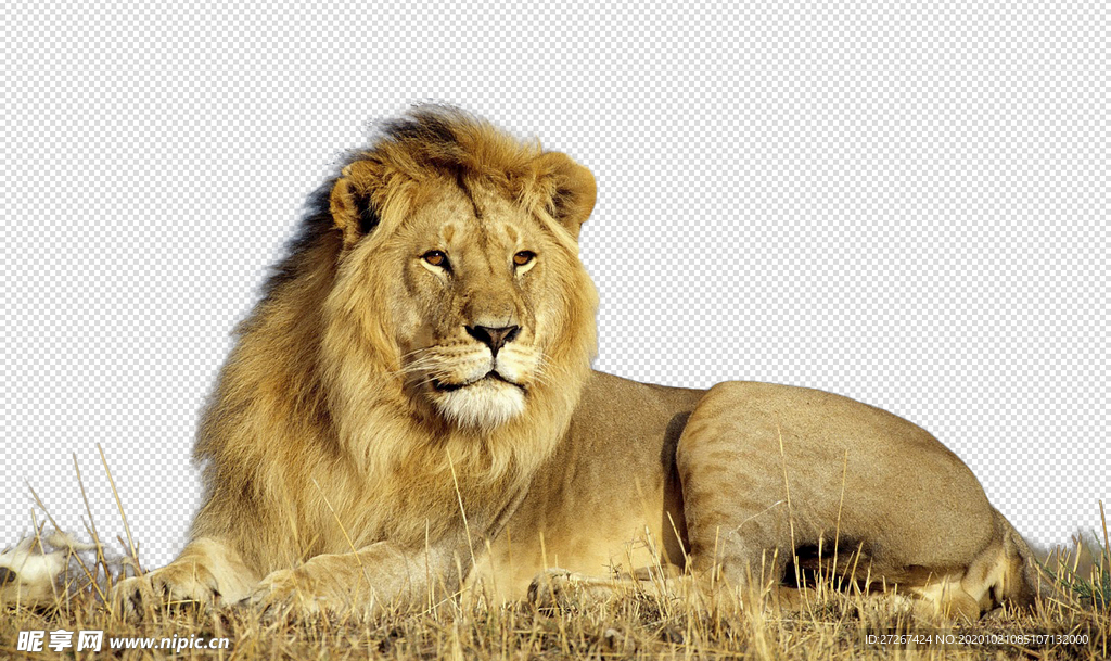狮子 狮子王