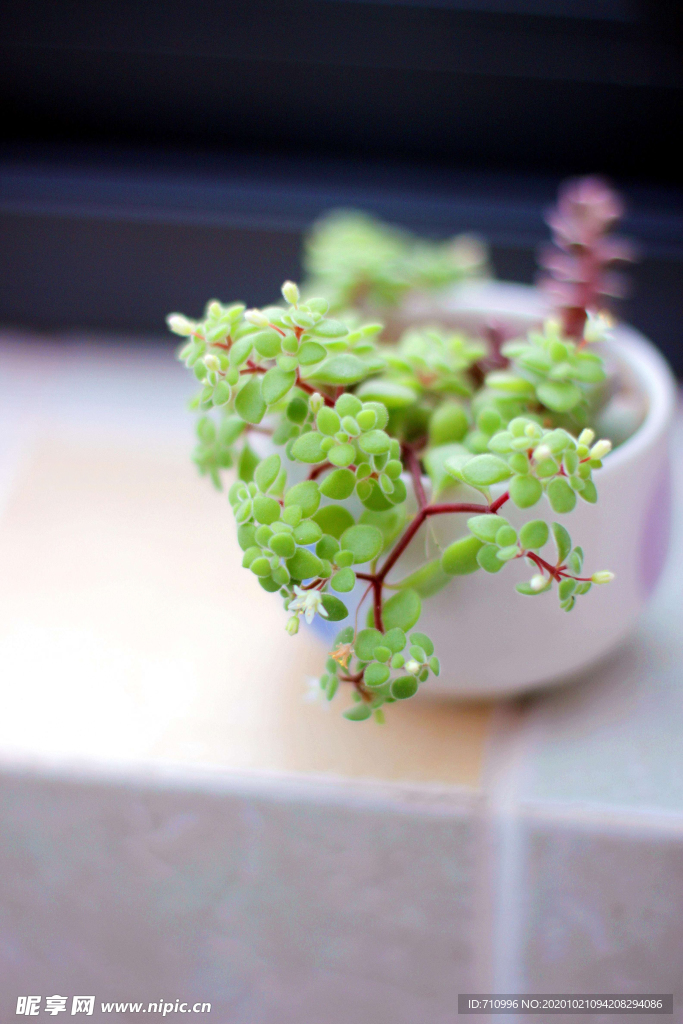 多肉植物