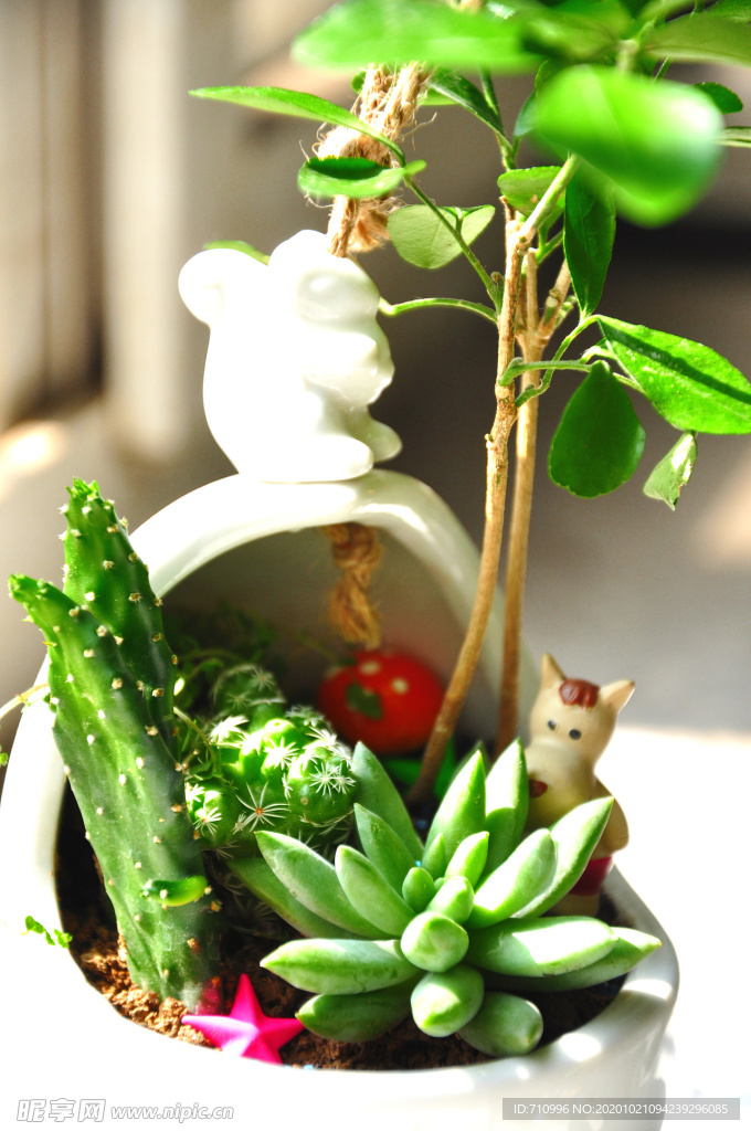 多肉植物