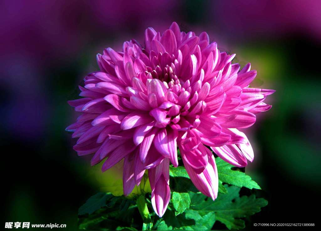 菊花