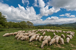 牧羊群与大自然风景