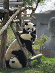 可爱的大熊猫摄影图片