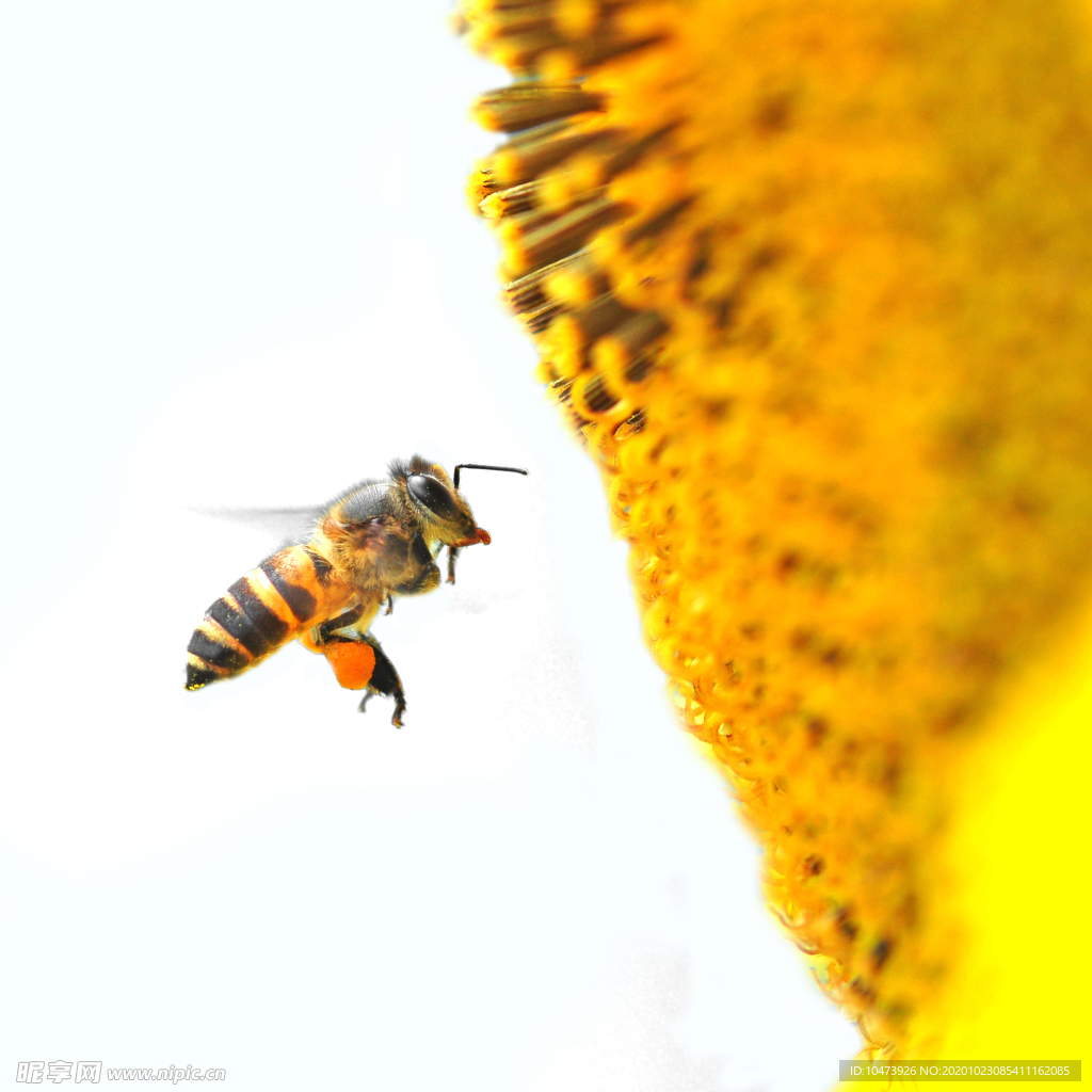 向日葵花前面的蜜蜂