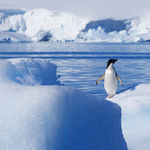 冰山中的一只企鹅