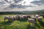草地上的一群绵羊