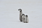 可爱的企鹅宝宝图片