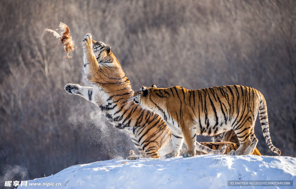 捕猎食物的老虎