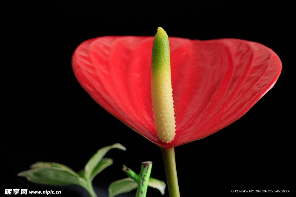 鲜红的红掌鲜花摄影美图