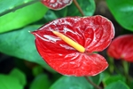 鲜红的红掌鲜花摄影美图