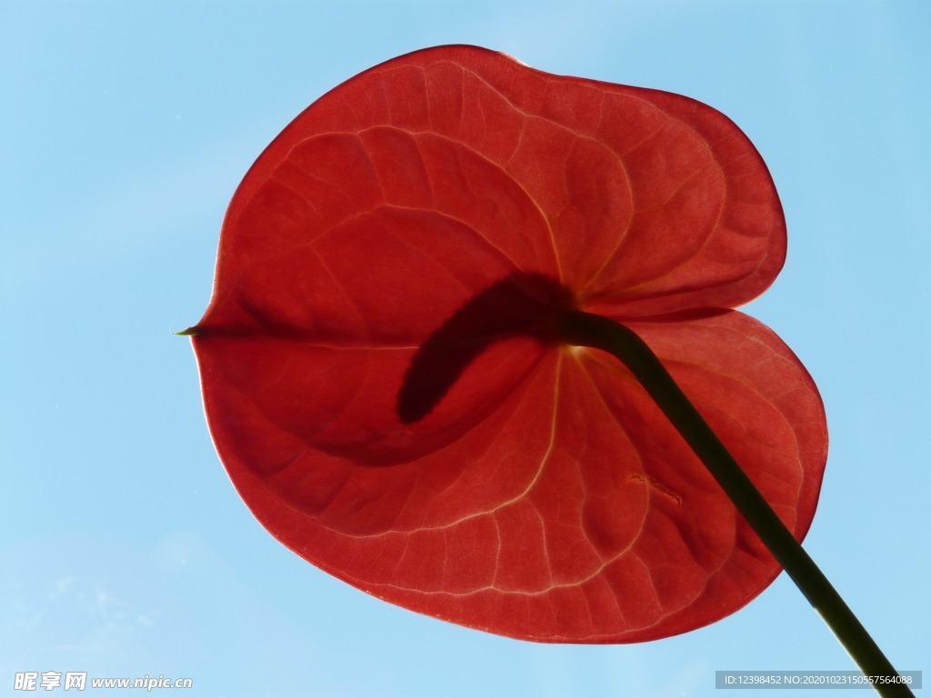 鮮紅的紅掌鮮花攝影美圖