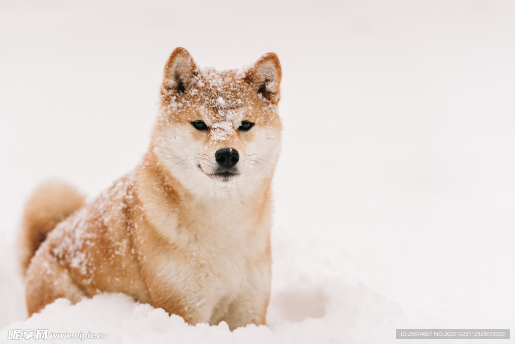 日本柴犬