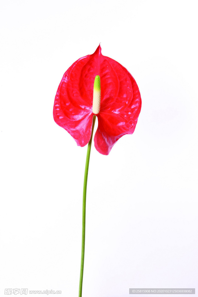 紅掌