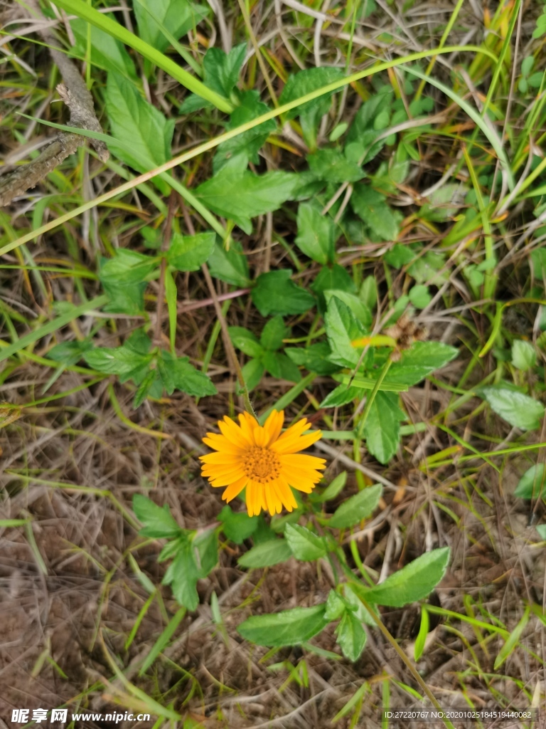 野花