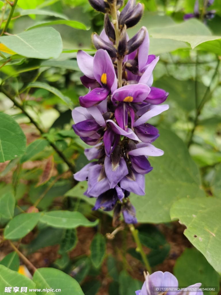 紫色的葛花