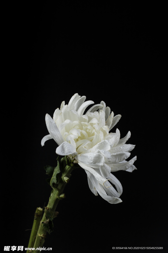 菊花白色花朵簡約背景海報素材
