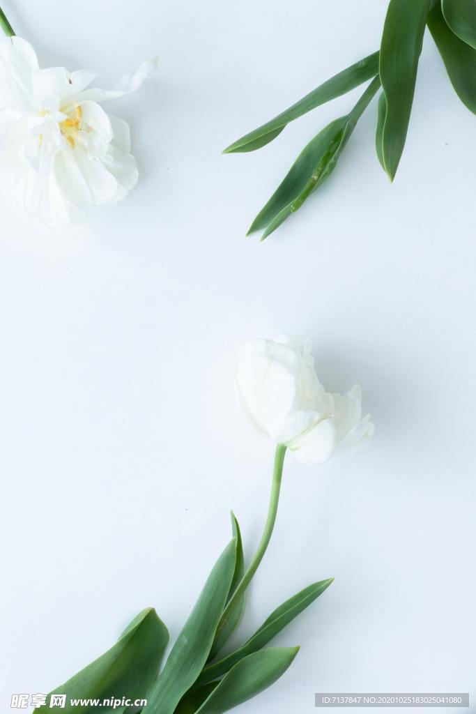 白花壁紙