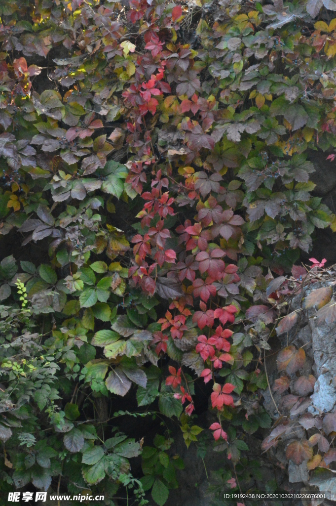 紅葉風景