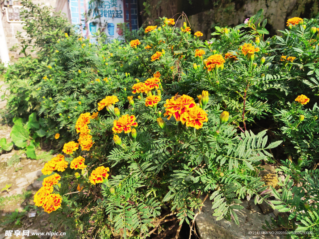 小花花朵花卉